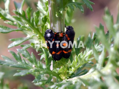 Xylella fastidiosa